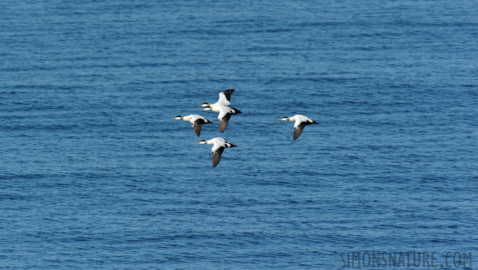 Somateria mollissima mollissima [550 mm, 1/2500 sec at f / 10, ISO 1600]